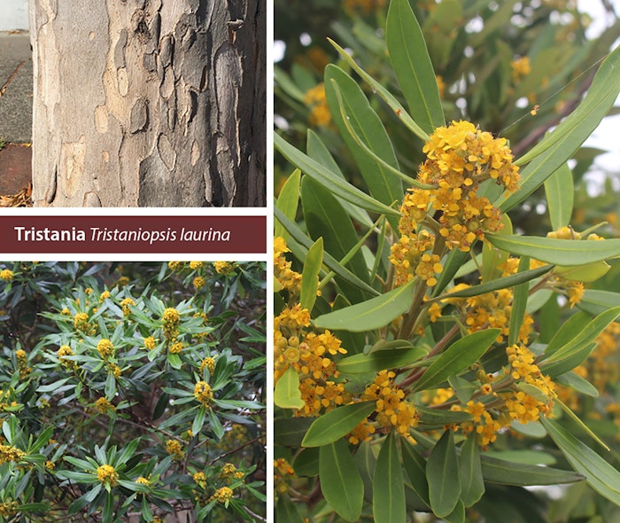 Collage of Tristania shade tree with the words Tristania and the botanical name Tristaniopsis laurina on the image