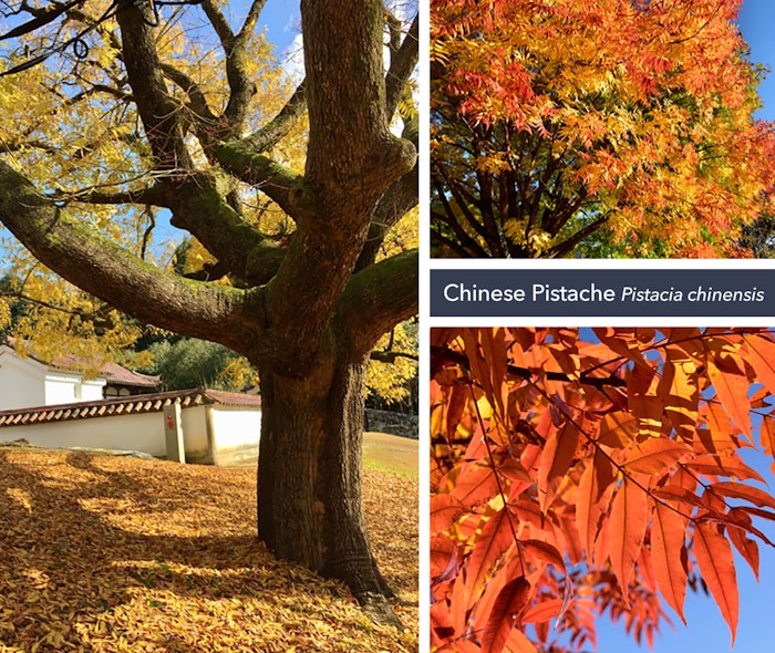 Collage of Chinese Pistache shade tree with the words Chinese Pistache Pistacia chinensis on the image