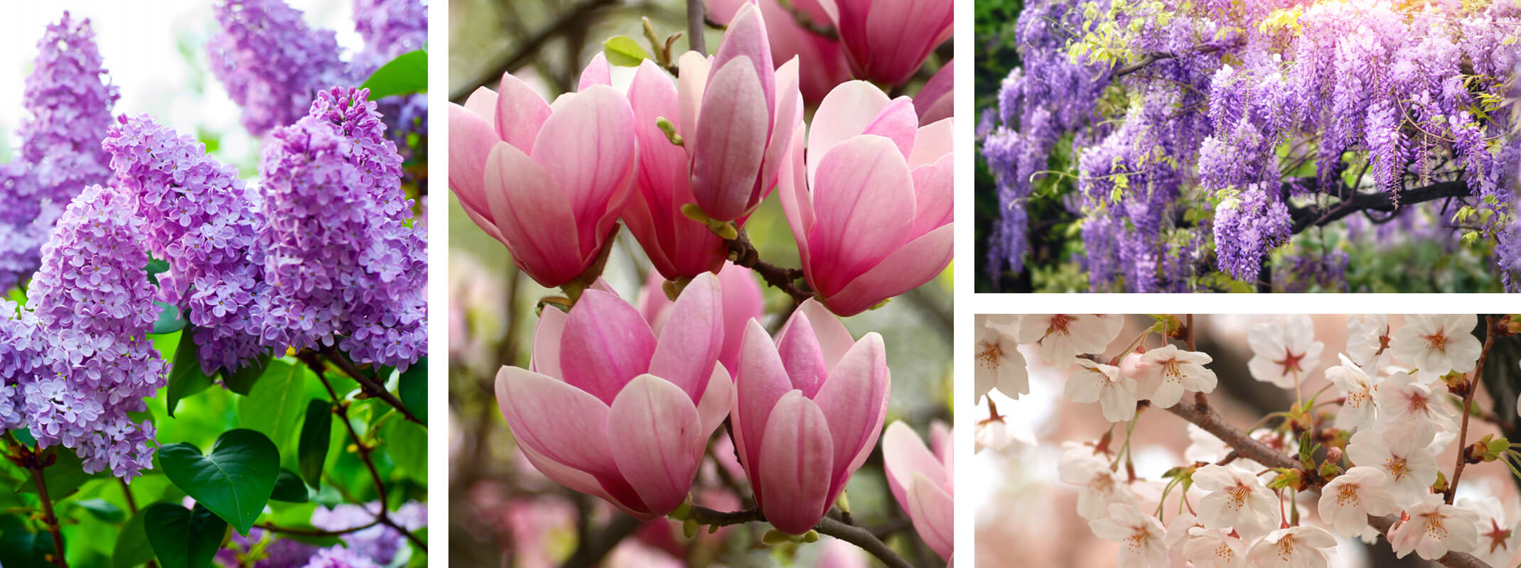 Flowering trees and shrubs collage with 4 images starting with lilac, magnolia, wisteria and flowering cherry tree
