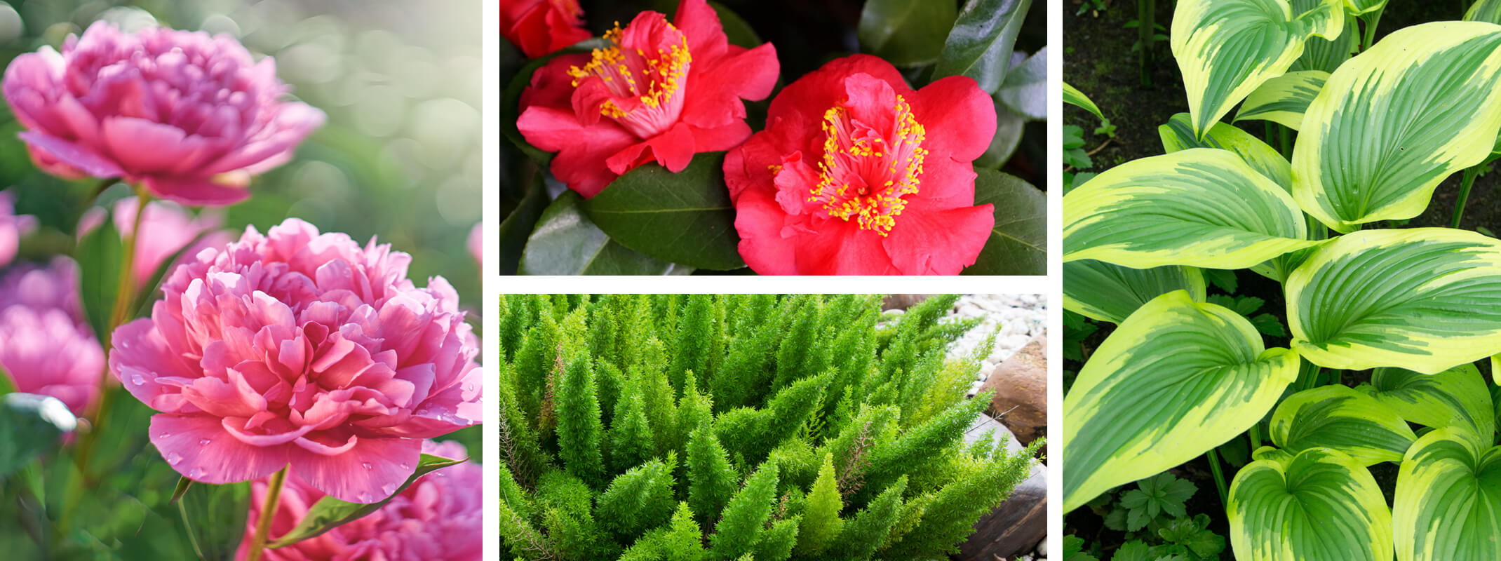 Collage of plants that love shade starting with pink peonies, then red camellias, below that image is an image of a foxtail fern and far right is a hosta