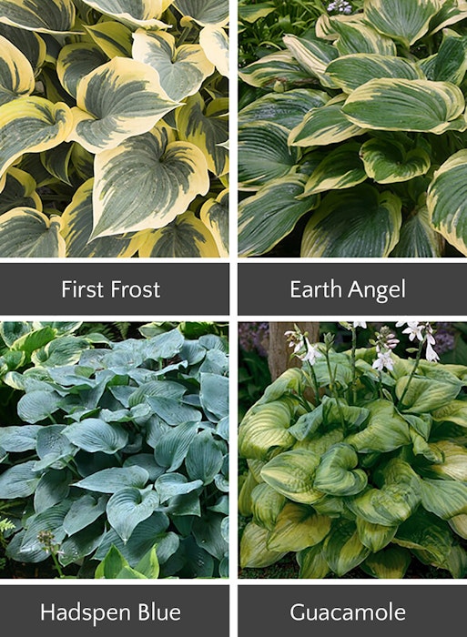 4 different hostas for shade: first frost, earth angel, hadspen blue and guacamole hosta