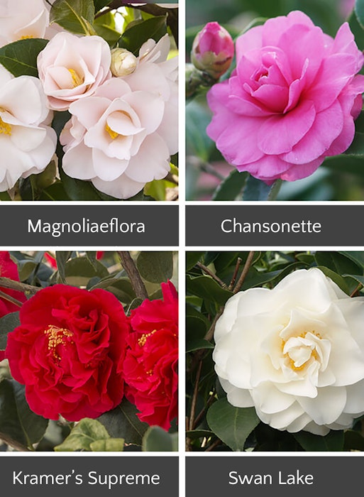 4 different camellias for shade: Magnoliaeflora, chansonette, kramer's supreme and swan lake