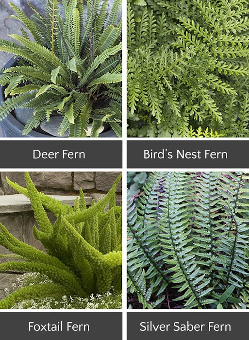 4 different Ferns for shade: deer fern, bird's nest fern, foxtail fern, and silver saber fern