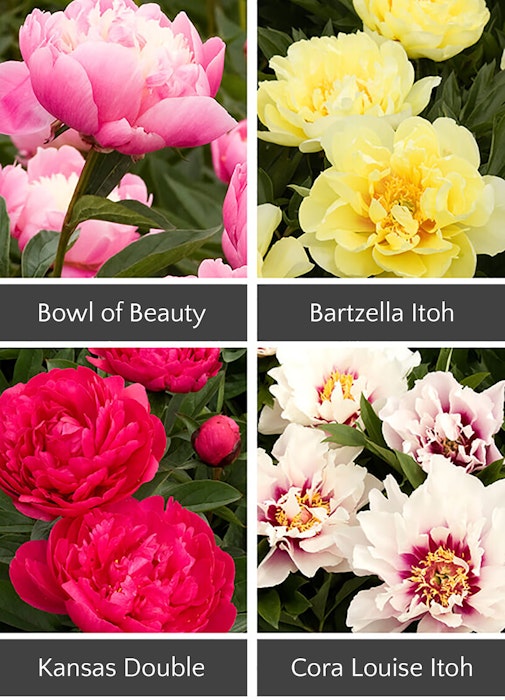4 different peonies for shade: bowl of beauty, bartzella itoh, kansas double and cora louise itoh