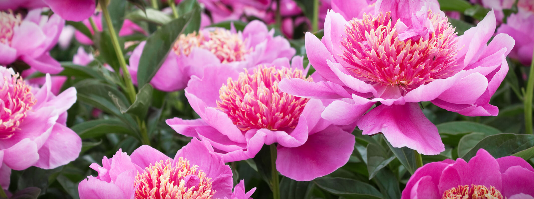 Blooming pink peonies