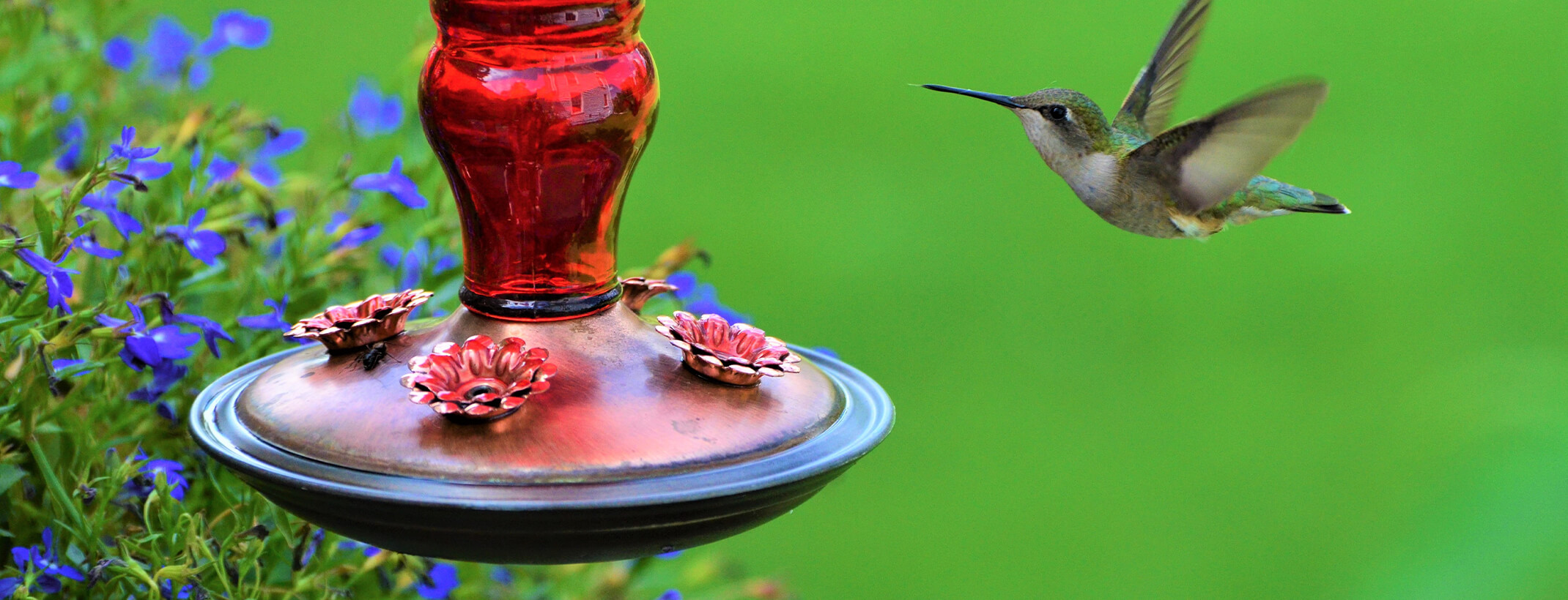 A closeup of a hummingbird flying toward a red hummingbird feeder with purple flowers nearby and a blurred bright green background
