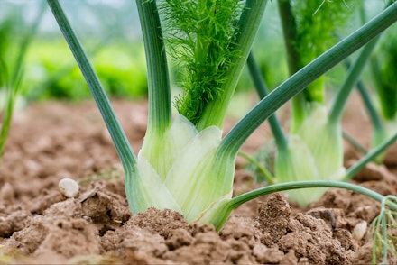 A closeup of bulb fennel plants growing in the ground