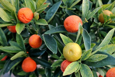 Closeup of Kumquat Fukushu fruits on tree