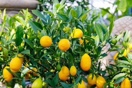 A small limequat tree in a garden