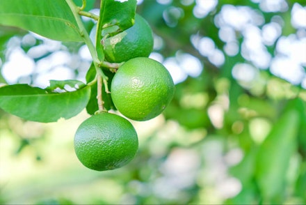 A closeup of Mexican Key Limes growing on a tree with blurred leaves and light in background