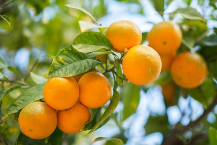 Closeup of Owari Satsuma Mandarins growing on a tree