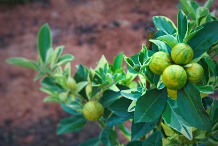 Variegated Calamondin Oranges growing on a tree with brown dirt blurred in background