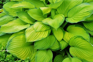 Stained glass hosta Stained glass hosta with a watermark of Monrovia Grow Beautifully
