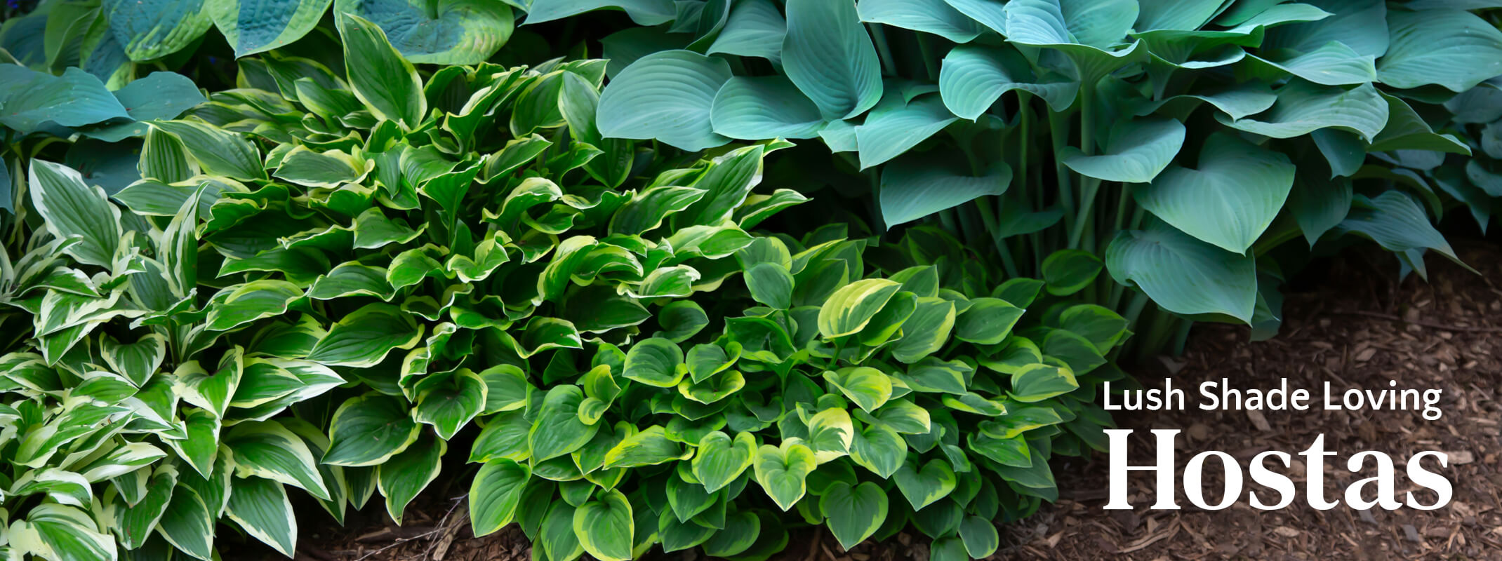 Assorted colors and styles of hostas with the words: Lush Shade Loving Hostas on the image