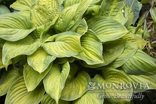 Guacamole hosta with a watermark of Monrovia Grow Beautifully 