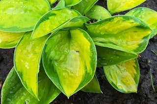 Rainforest hosta Rainforest hosta with a watermark of Monrovia Grow Beautifully