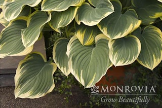 Sagae hosta Sagae hosta with a watermark of Monrovia Grow Beautifully