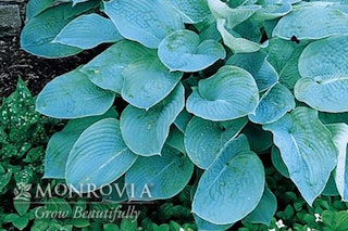 Eola Sapphire hosta Eola sapphire hosta with a watermark of Monrovia Grow Beautifully