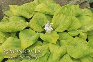 Rosendale hosta Rosendale hosta with a watermark of Monrovia Grow Beautifully
