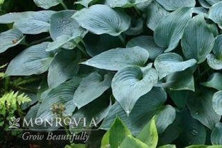 Hadspen blue hosta with a watermark of Monrovia Grow Beautifully 