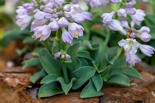 Blue mouse ears hosta Blue mouse ears hosta with a watermark of Monrovia Grow Beautifully