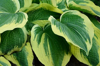 Earth angel hosta with a watermark of Monrovia Grow Beautifully 