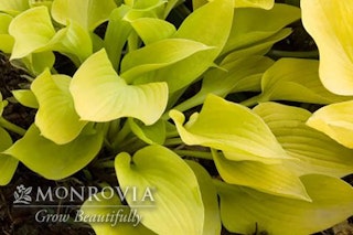 Golden prayer hosta Golden prayer hosta with a watermark of Monrovia Grow Beautifully