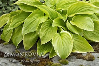 Fragrant bouquet hosta with a watermark of Monrovia Grow Beautifully 