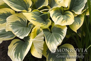 Liberty hosta Liberty Hosta with a watermark of Monrovia Grow Beautifully