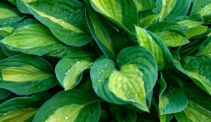 Variegated hosta