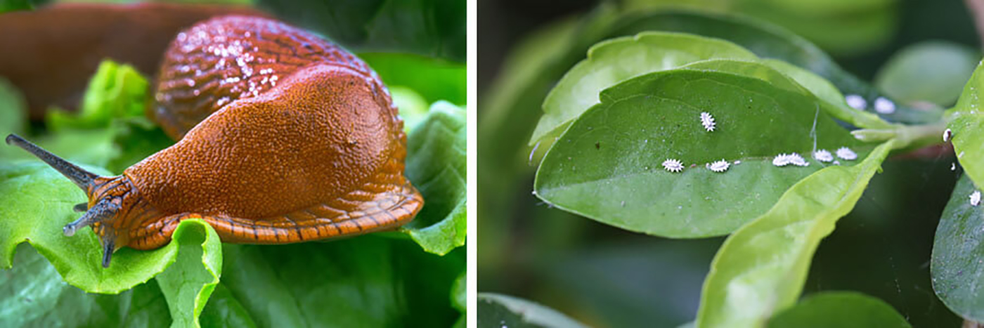 Slug sitting on a healthy green leaf and a second image of healthy green leaves with nasty mealybugs on them