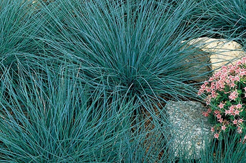 Masses of Carex Blue Zinger Ornamental Grass in a rock garden next to small pink flowers