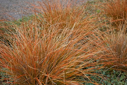 Mounds of Carex Prarie Fire Ornamental Grass