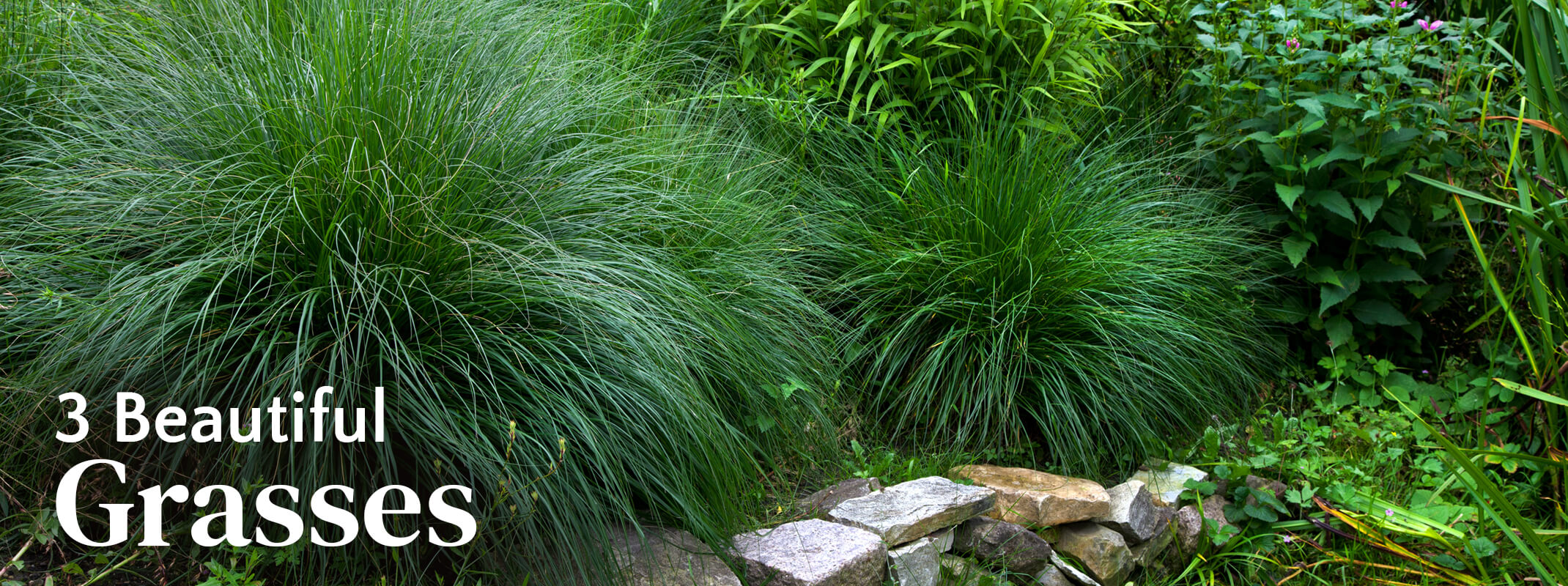 Ornamental grasses in a landscape with vines and bamboo framed in with a mini rock wall with the words: 3 Beautiful Grasses on the image