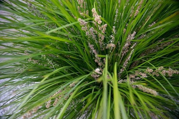 Lomandra breeze ornamental grass 
