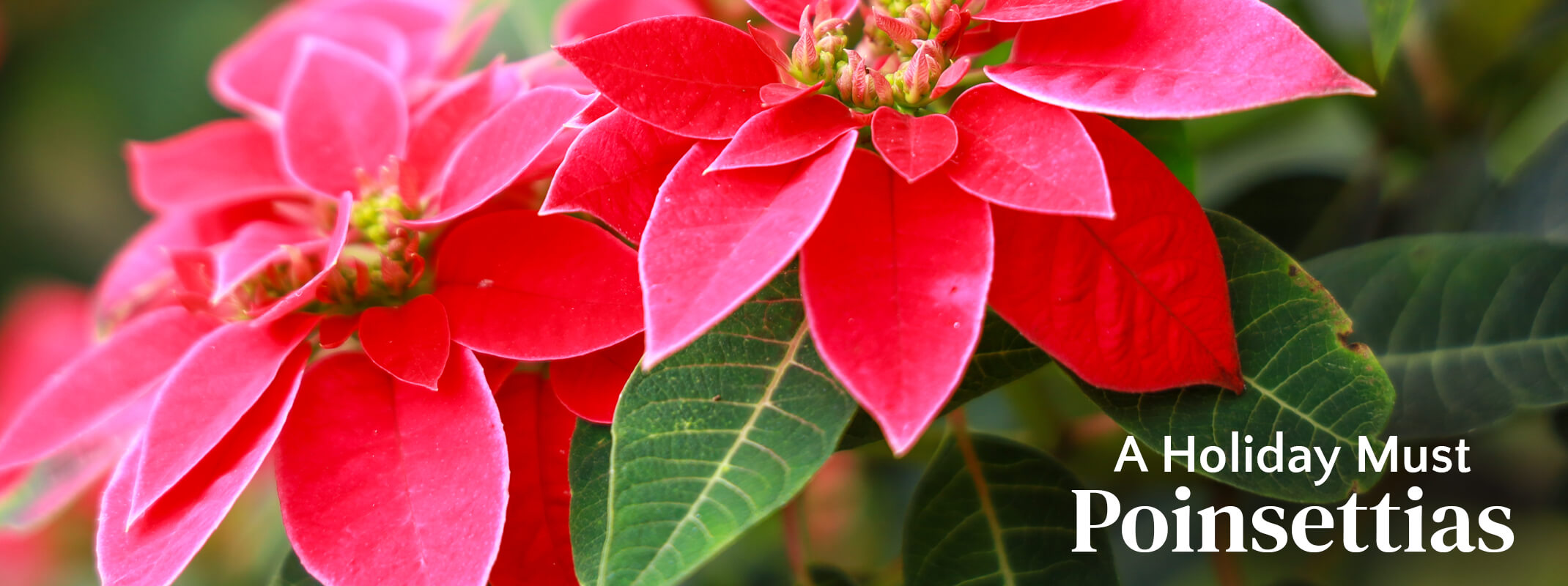 Poinsettias Banner Two blooming red poinsettias with the words: A Holiday Must Poinsettias on the image