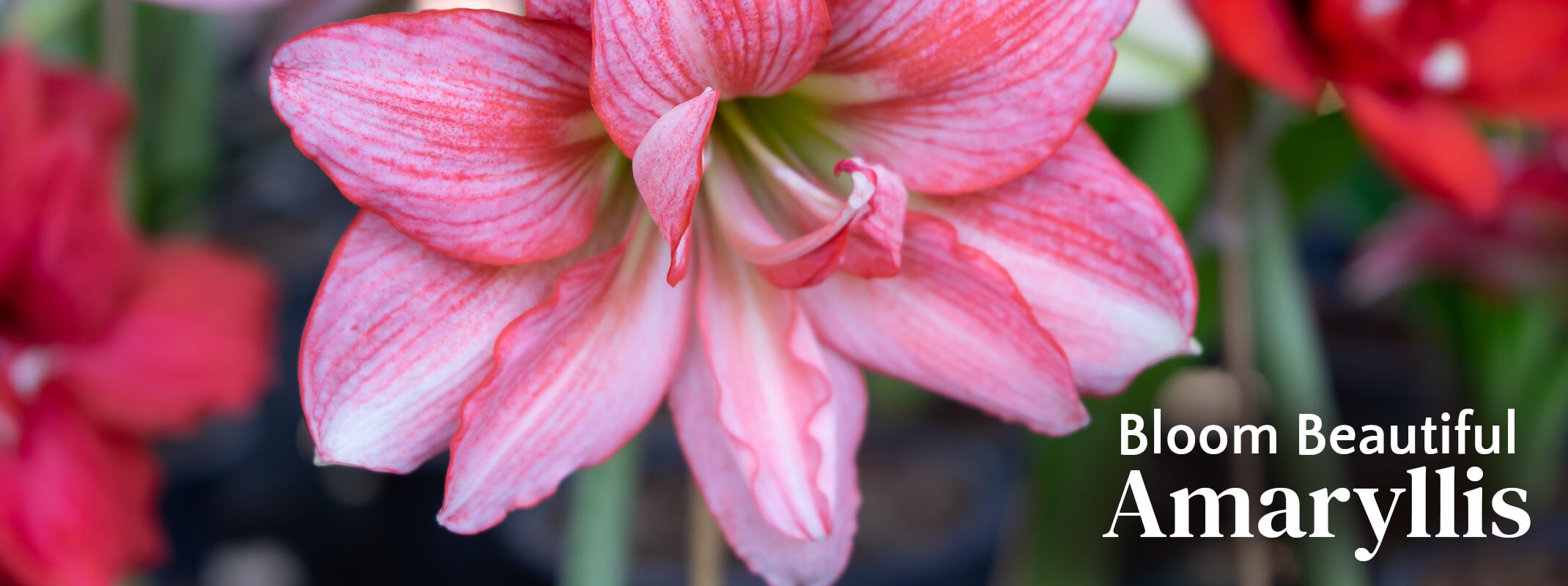 Blooming pink and red Amaryllis with the words: Bloom Beautiful Amaryllis on it