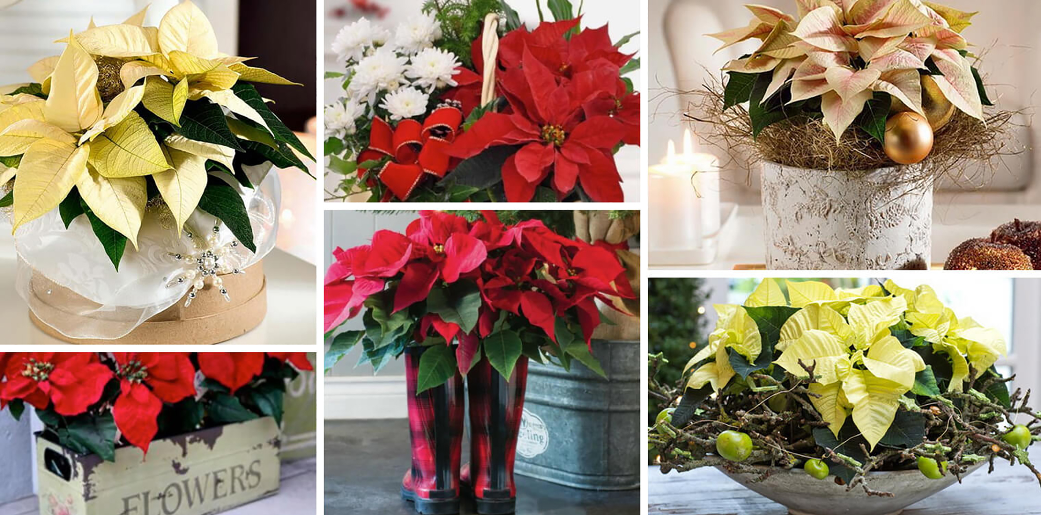 Poinsettia collage of different poinsettias and in different arrangements