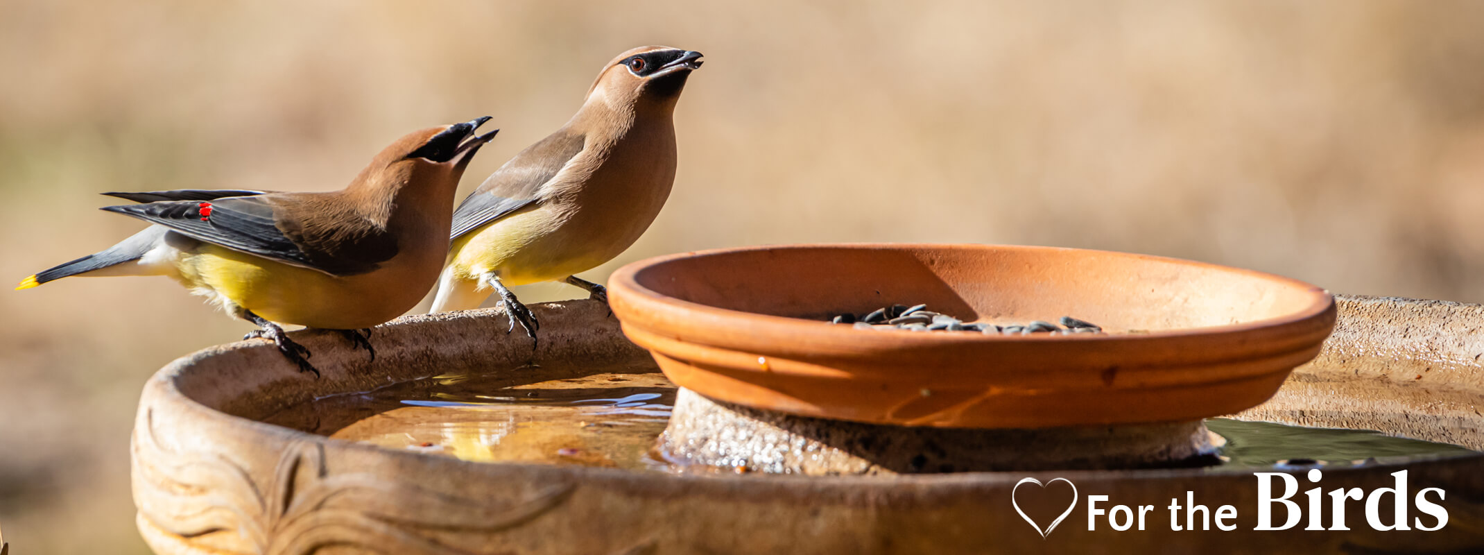 Two Cedar Waxwing birds sitting on birdbath with a dish of birdseed in front of them