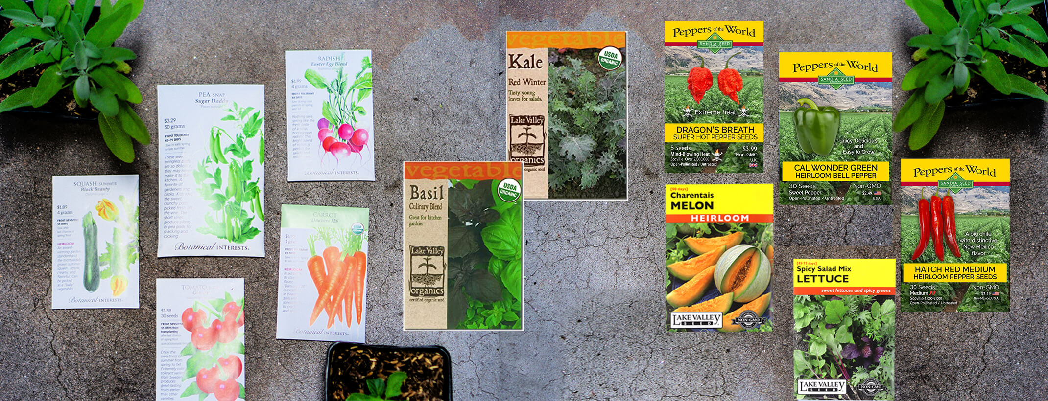 A variety of edible seed packets displayed on concrete near three plant starts - from Botanical Interests, Lake Valley Seed Company and Sandia Seed Company
