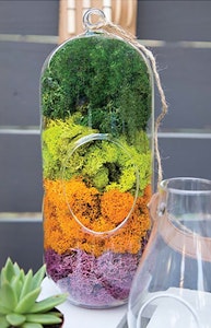 Syndicate home garden bella moss collection  with terrarium glass with 4 different colors of the moss forest green, lime, orange and purple