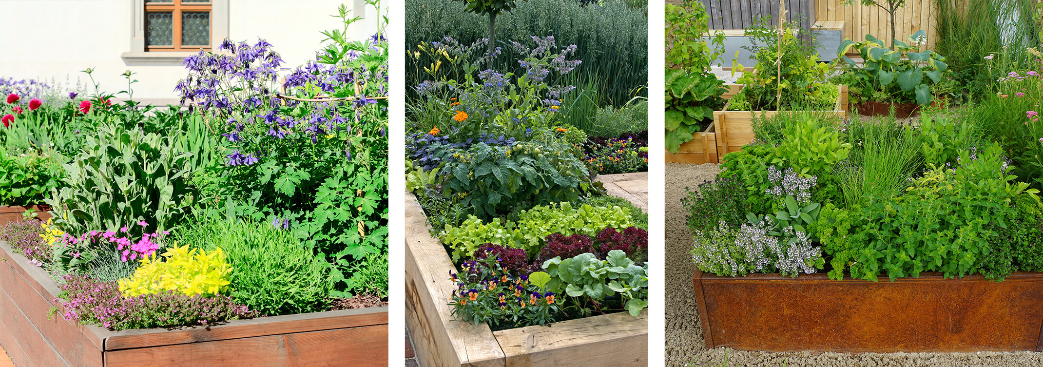 3 images: A wooden raised garden bed with a variety of flowers; a wooden raised garden bed with a variety of edible plants, herbs and flowers; and a metal raised garden bed with a variety of herbs and other raised garden beds in the background with misc plants