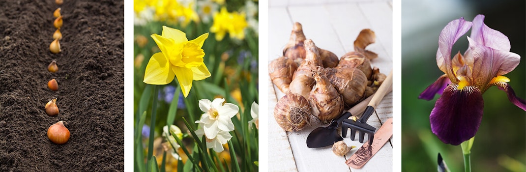 4 images: bulbs lined up in a row in the dirt for planting; yellow and white daffodils in garden; flower bulbs with small hand tools on a white surface; and a purple bearded iris