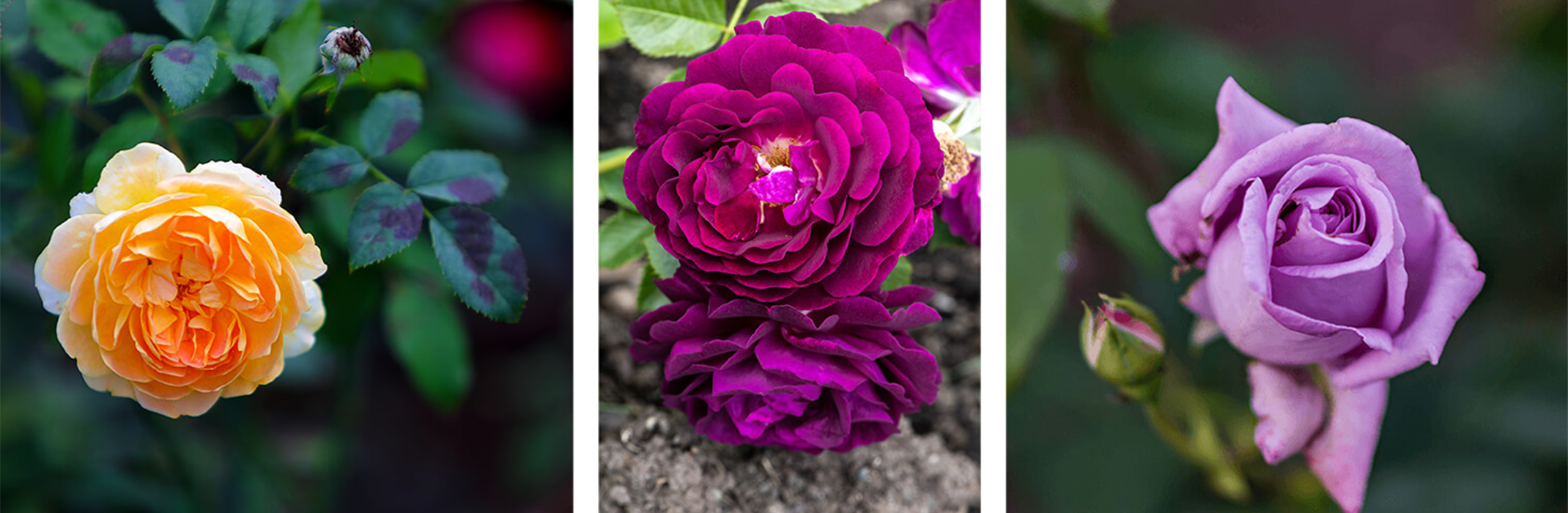 3 images: a closeup of a yellow rose in the garden; 2 pinkish purple roses in the garden; and a closeup of a lavender rose in the garden