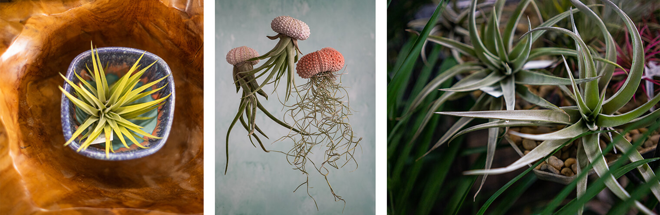 3 images: an air plant in a small colorful bowl, placed inside of a carved wooden bowl; hanging shells with tillandsias  inside them; and a close up of some air plants with a palm plant in the background