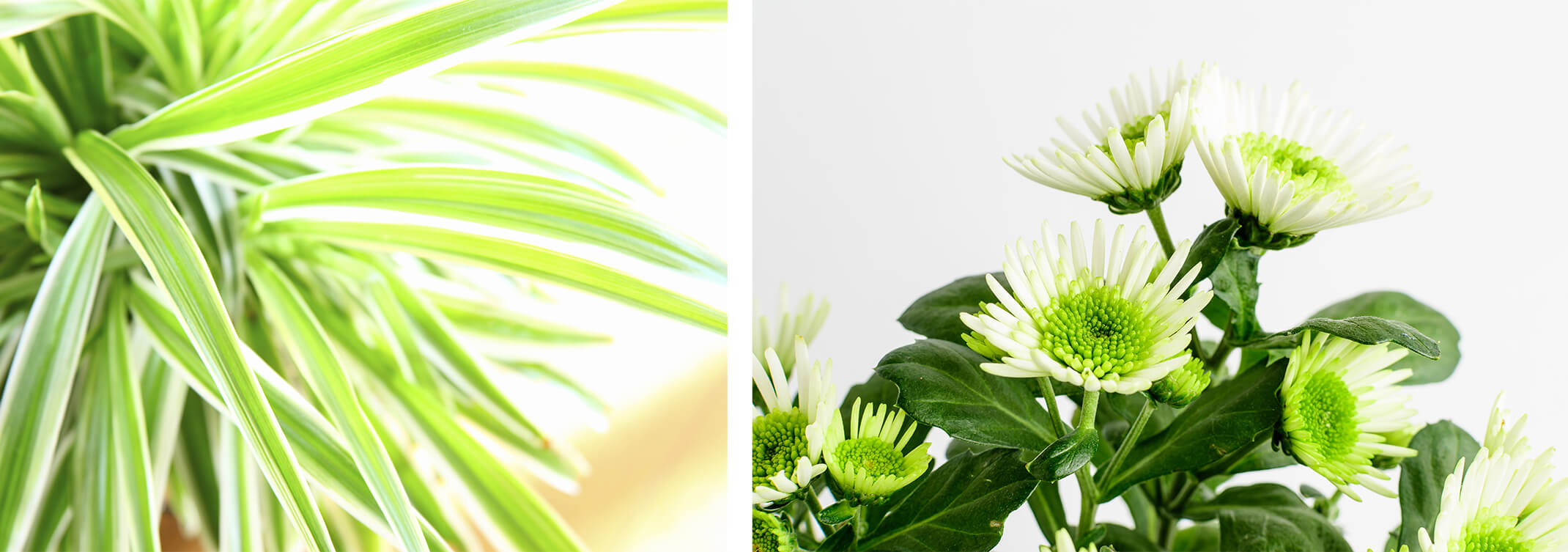 2 images: a closeup of a spider plant, and a close up of white garden mums