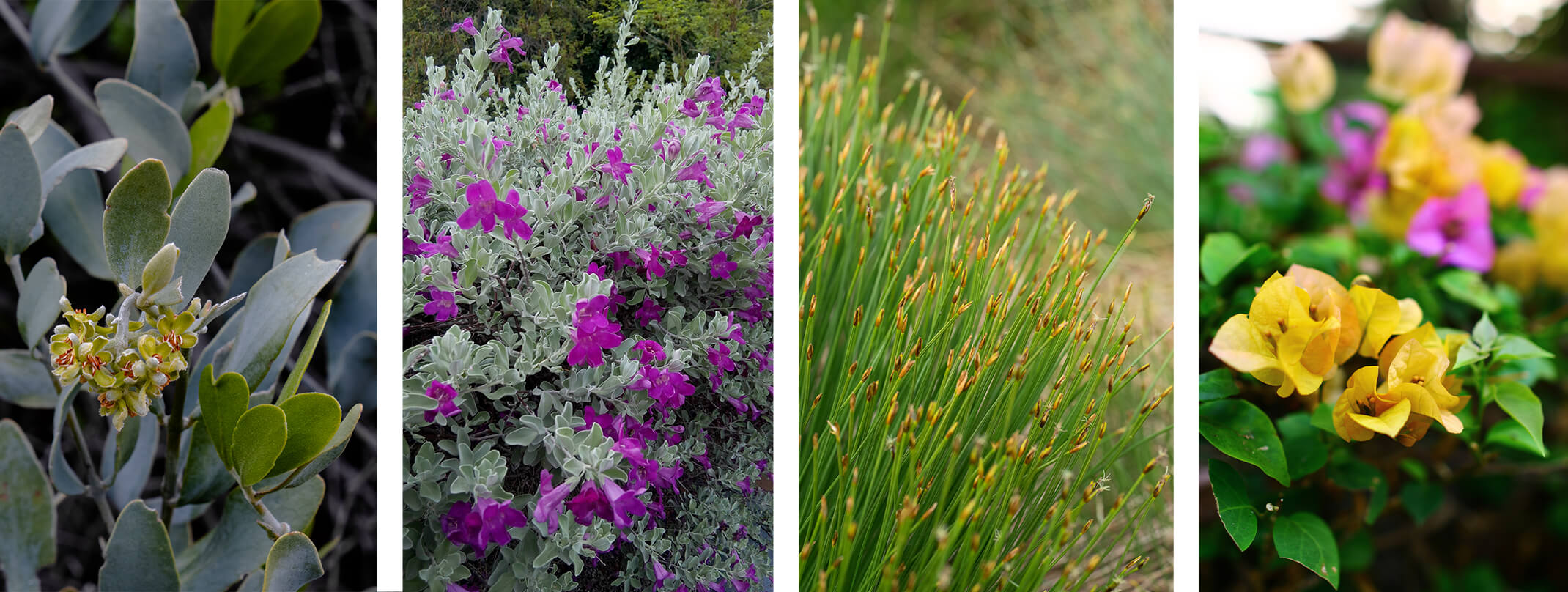 4 image closeups: Jojoba, Emu Bush, Deergrass, and Bougainvillea