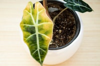 Houseplant in a round white pot on a wood surface with a yellowing leaf