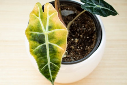 Houseplant in a round white pot on a wood surface with a yellowing leaf