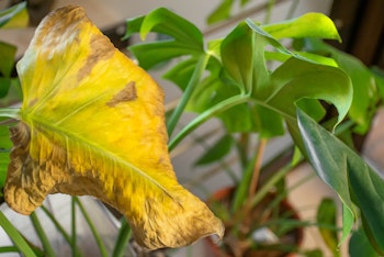 A closeup of a crispy yellow leaf on a housepalnt in contrast to its healthy green leaves